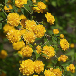 Japanese marigold (Kerria...