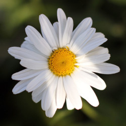 Ox-eye daisy(Leucanthemum...