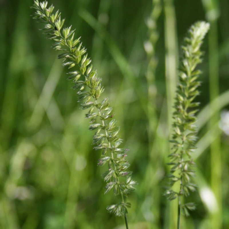 Crested dog's-tail (Cynosurus cristatus) seeds