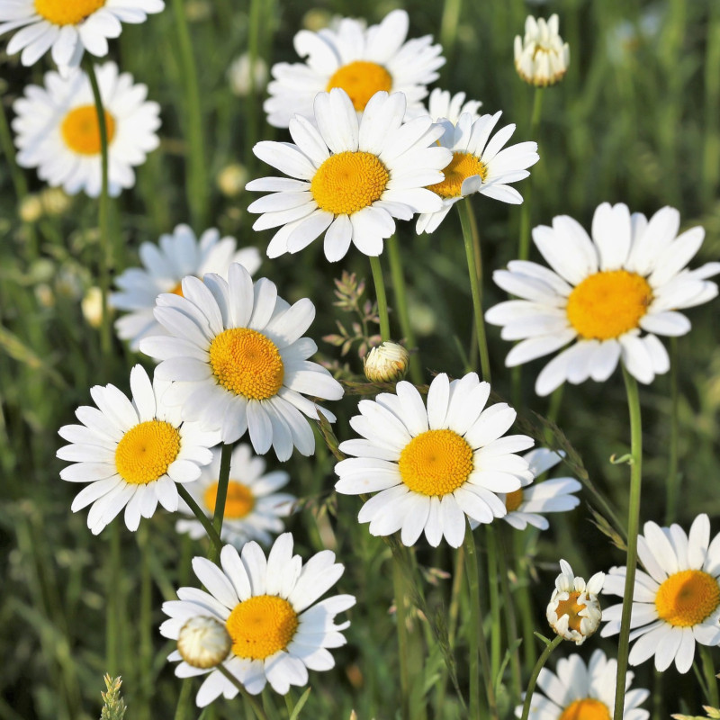 Ox-eye daisy(Leucanthemum vulgare) seeds