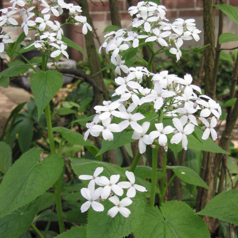 Perennial Honesty (Lunaria Rediviva) Seeds