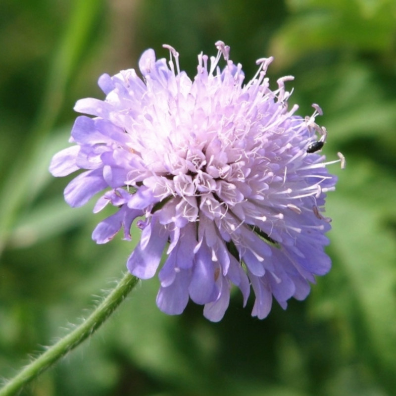 Wildflower seed mix for clay soil
