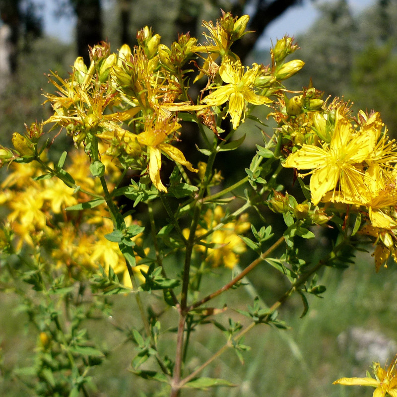 Wildflower seed mix for clay soil