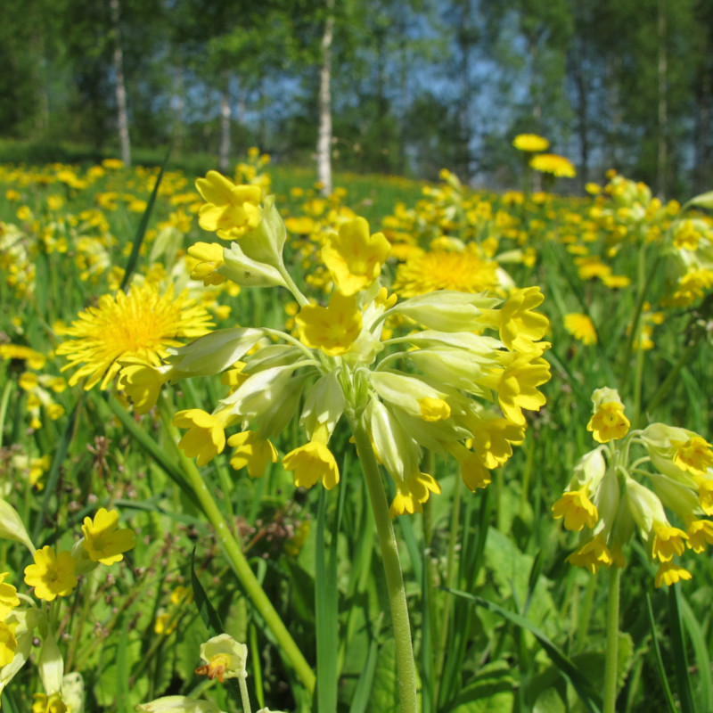 Wildflower seed mix for clay soil