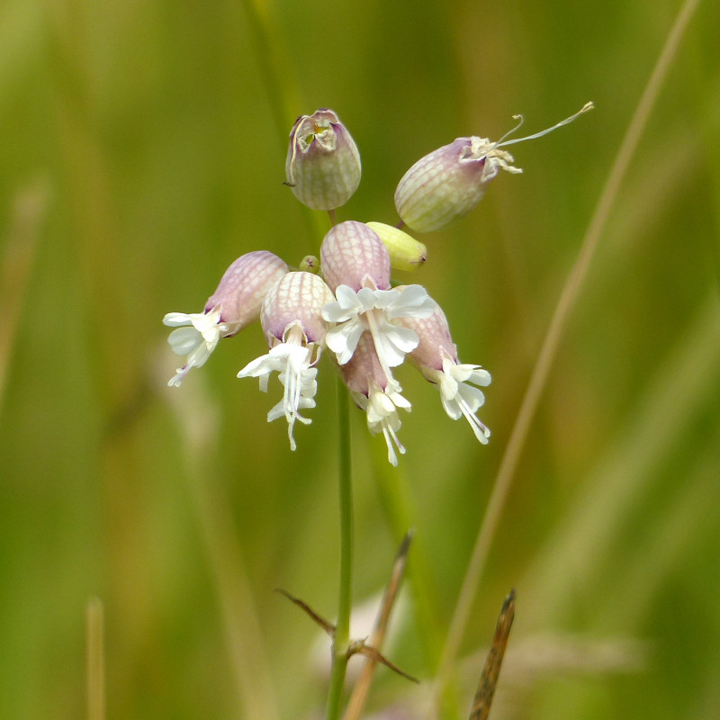 Wildflower seed mix for clay soil