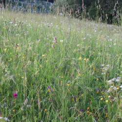 Wildflower seed mix for...