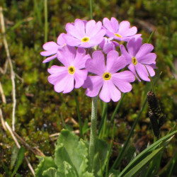 Pääsusilm (Primula farinosa)