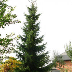 Serbia kuusk (Picea omorica)