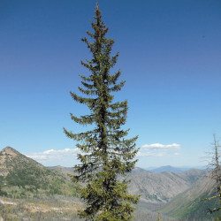 Engelmann spruce (Picea...