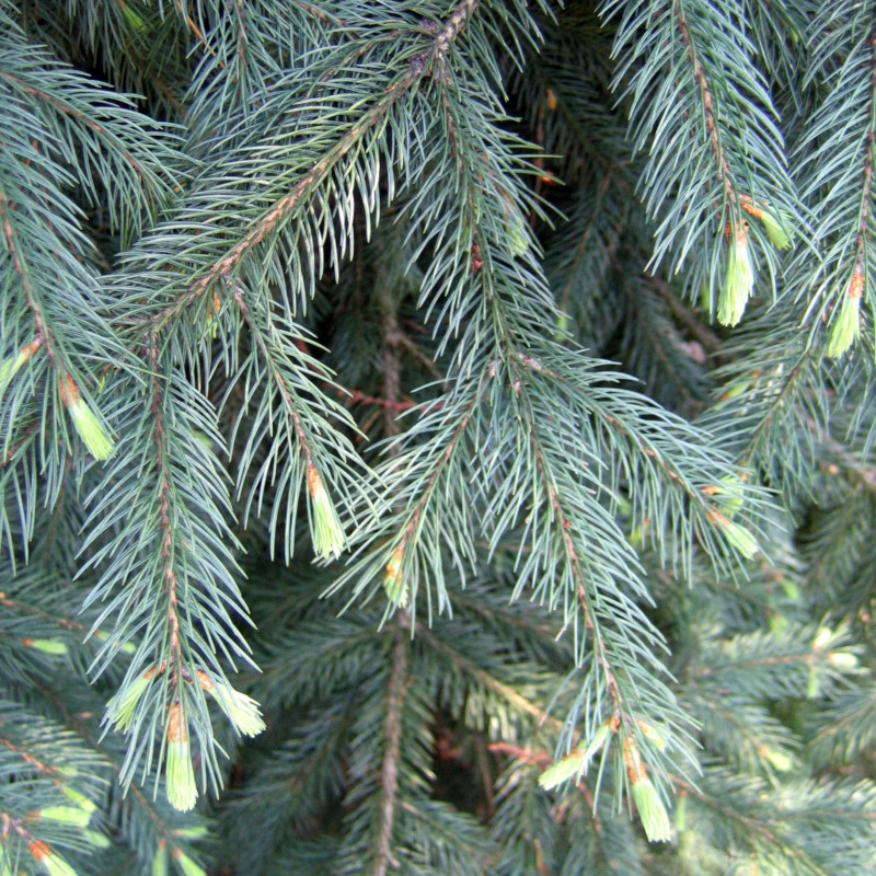 Engelmann spruce (Picea engelmannii)