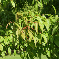 Manchurian maple (Acer...