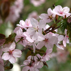 Sahhalini kirsipuu (Prunus...