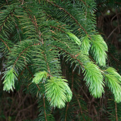 Sitka kuusk (Picea sitchensis)
