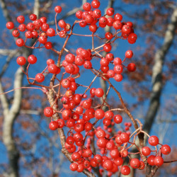 Sahhalini pihlakas (Sorbus...