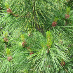 Siberian pine (Pinus sibirica)
