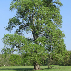 European white elm (Ulmus...
