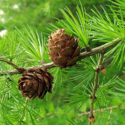 Hybrid larch (Larix sp.)