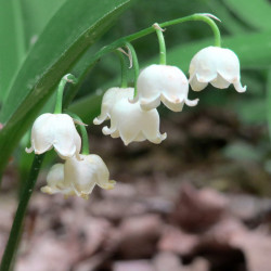 Lily of the valley...
