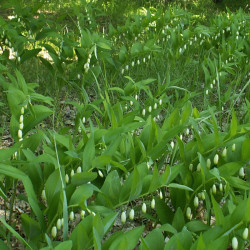 Solomon's seal (Polygonatum...
