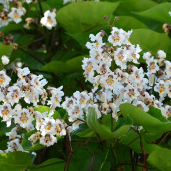 Yellow catalpa (Catalpa ovata)