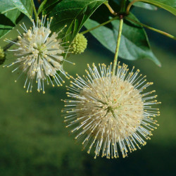 Buttonbush (Cephalanthus...