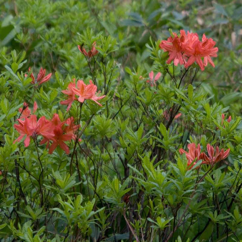 Japanese azalea (Rhododendron japonicum)