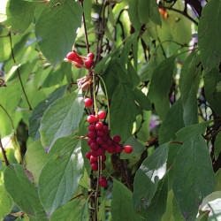Magnolia Vine (Schisandra...
