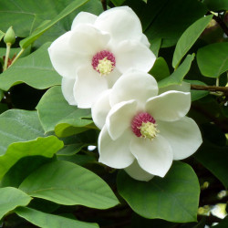 Oyama magnolia (Magnolia...