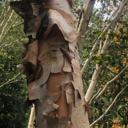 Betula costata