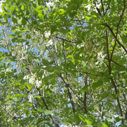 Kentucky yellowwood...