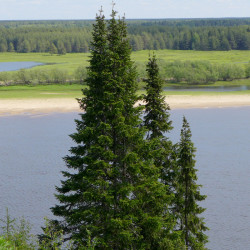 Siberian fir (Abies sibirica)