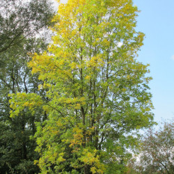 Green ash (Fraxinus...