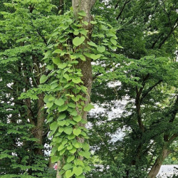 Manchurian pipevine...