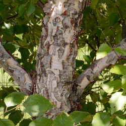 Dahurian birch (Betula...