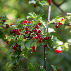 Mountain currant (Ribes...