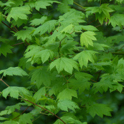 Jaapani vaher (Acer japonicum)