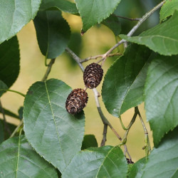 Japanese alder (Alnus...