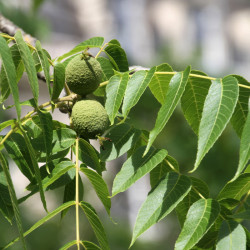 American black walnut...
