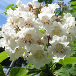 Cigartree (Catalpa...
