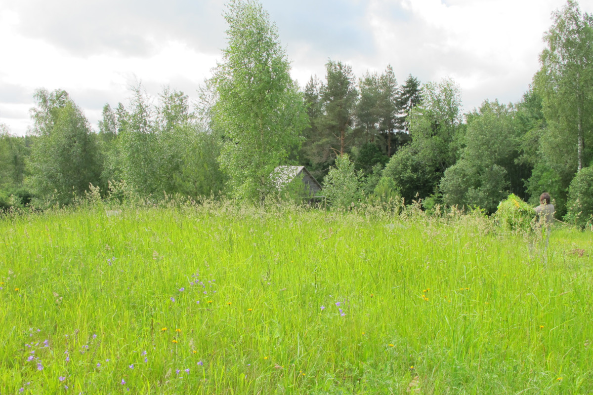 Traditional meadow in Southern Estonia